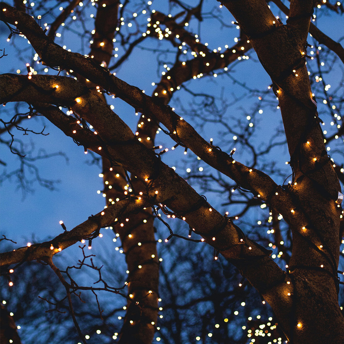 julelys der hænger på et træ og lyser op i mørket
